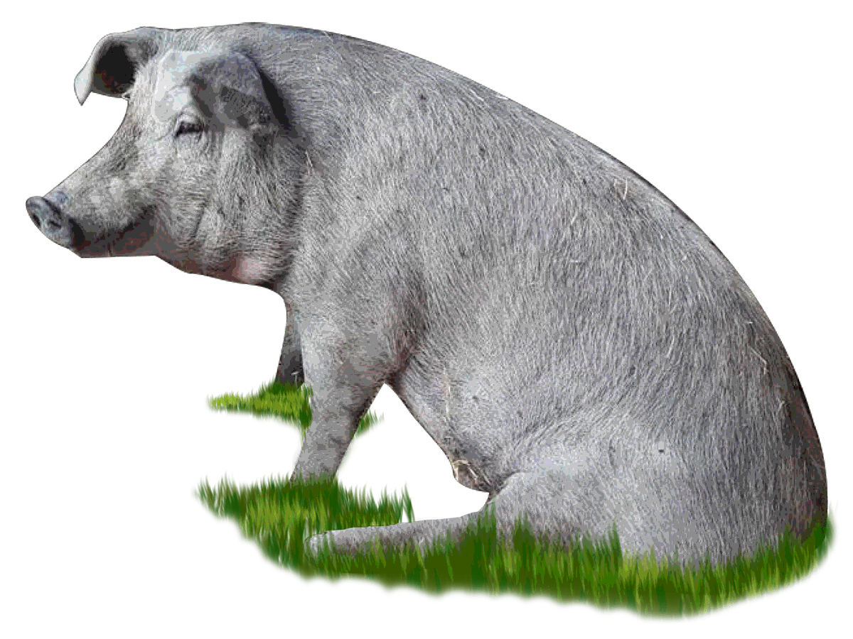 Grigione, maiale semibrado